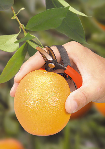 Forbice Agrumi a Lama Curva con Cinghia Stocker cm.10