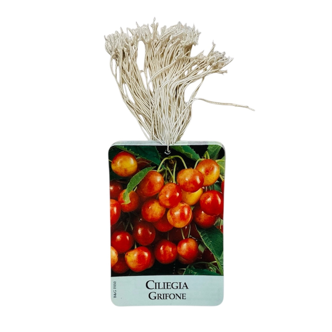 Etichette Ciliegia Grifone dim.8x11,5 cm. - 50 pz. Felga Etichette