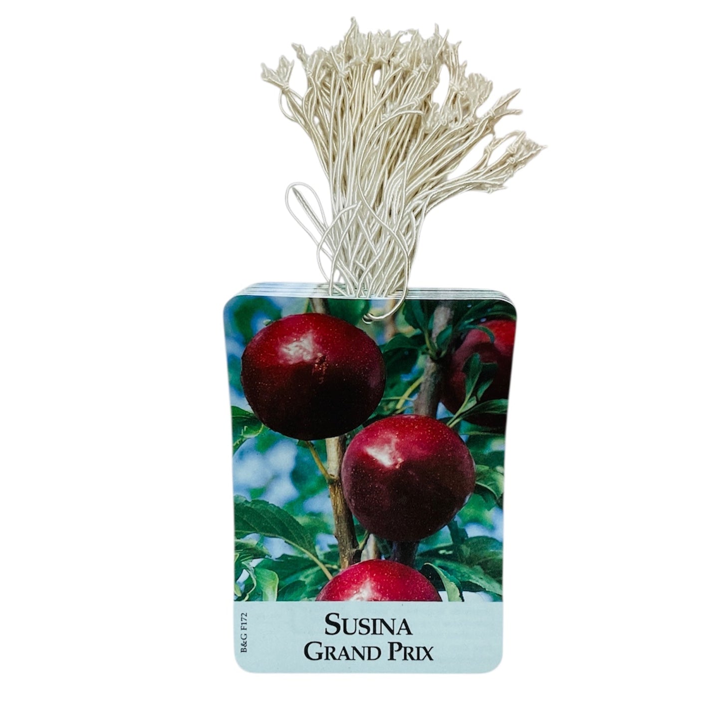 Etichette Susina Grand Prix dim.8x11,5 cm. - 50 pz. Felga Etichette