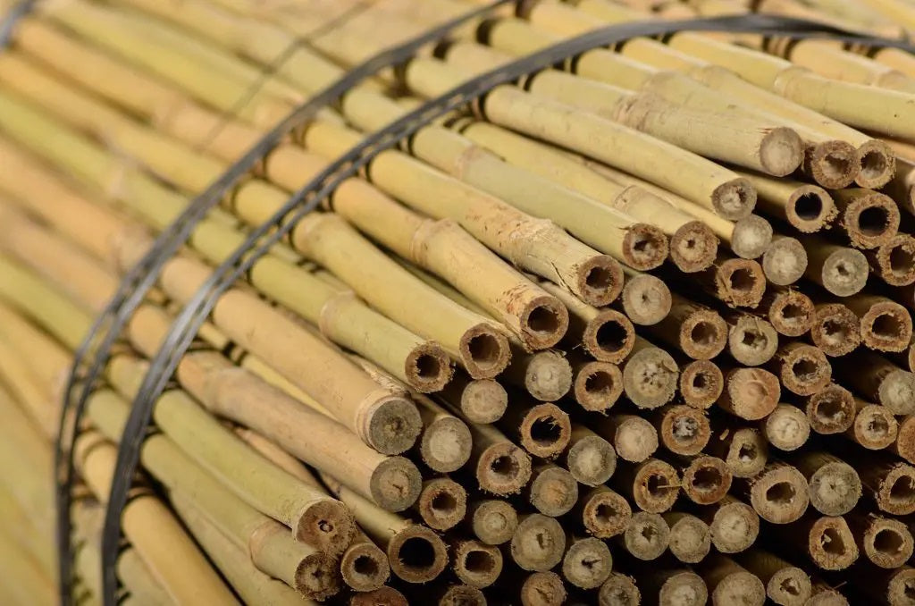Canne Di Bamboo Cinesi