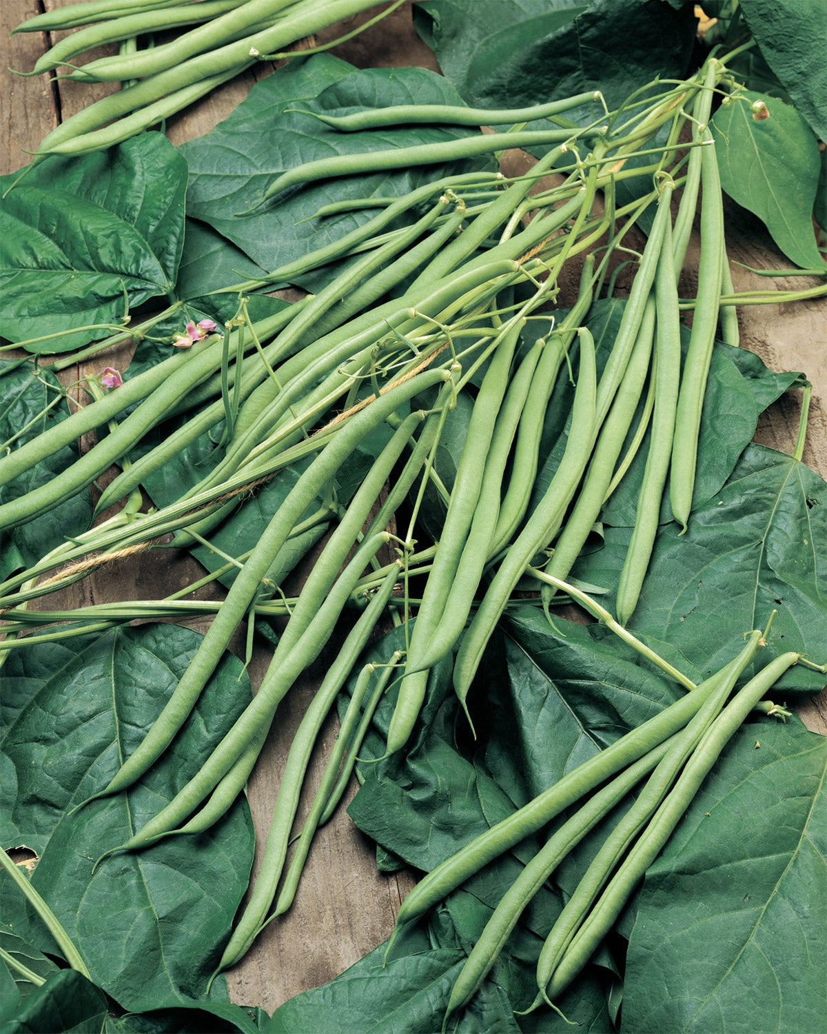 Fagiolo Rampicante Cobra Semi 75 Varietà Mangiatutto Olter