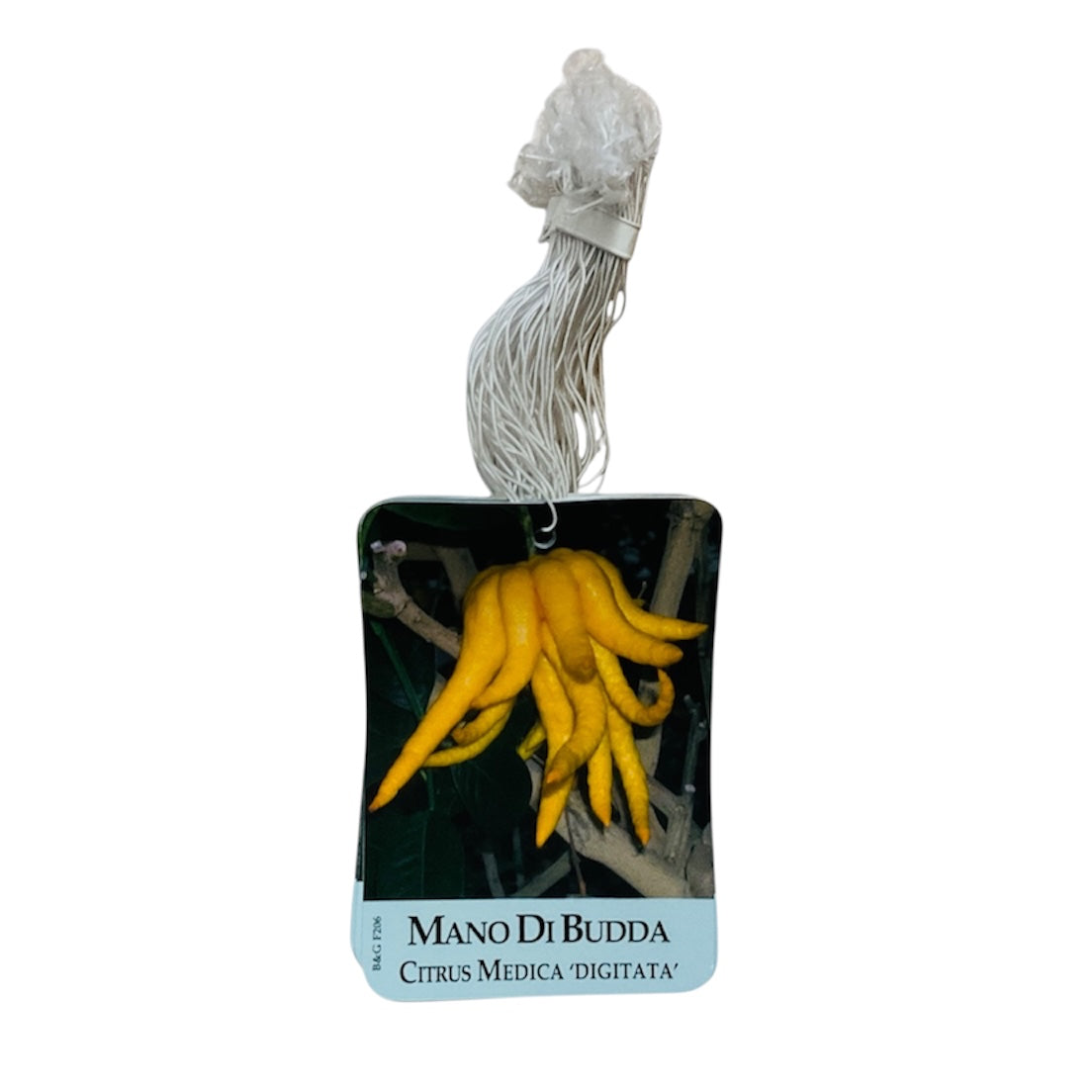 Etichette Mano di Budda Citrus Medica “Digitata” dim.8x11,5 cm. - 50 pz. Felga Etichette
