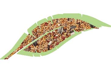 Parrocchietti Mix Kg.1