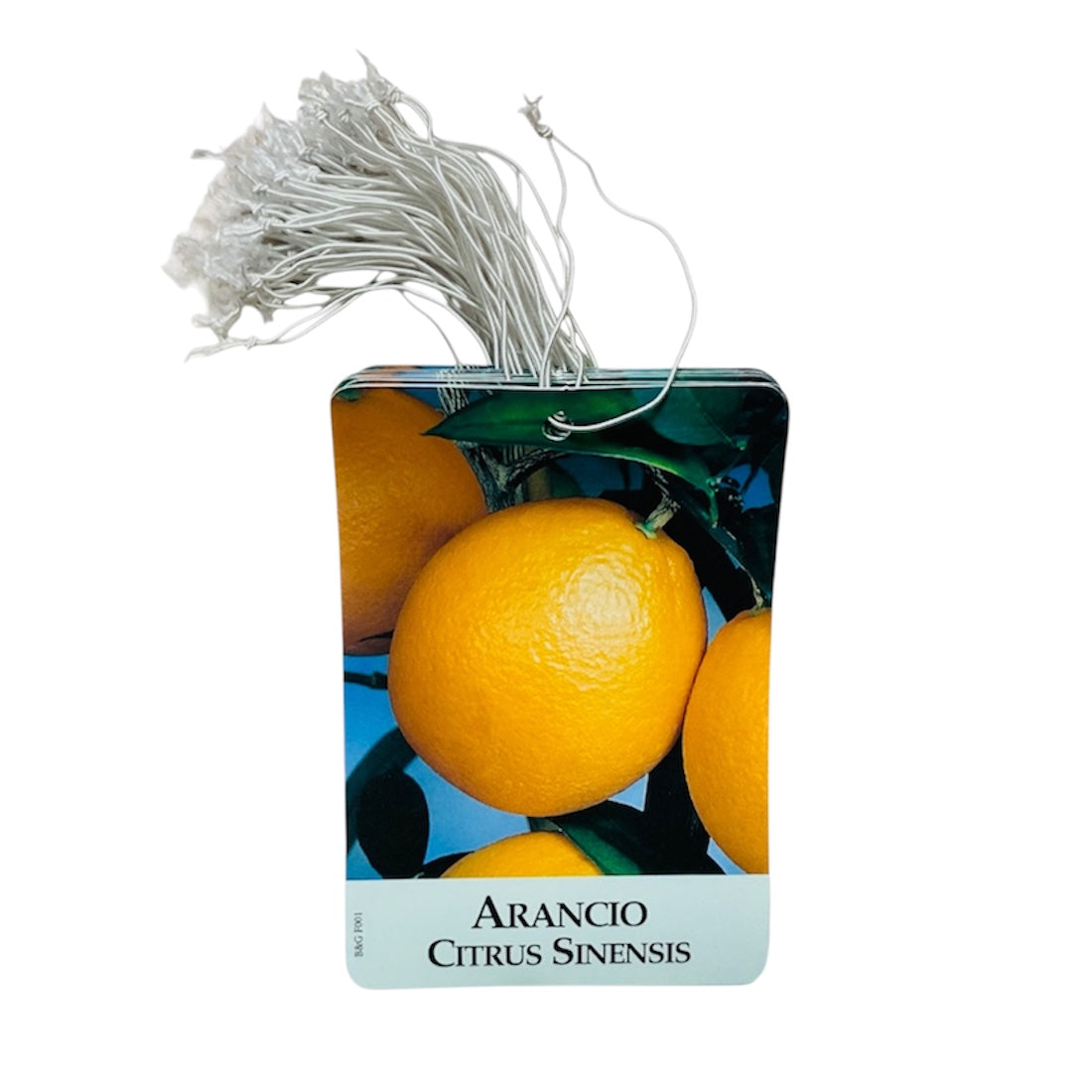 Etichette Arancio Citrus Sinensis dim.8x11,5 cm. - 50 pz. Felga Etichette