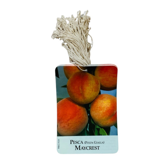 Etichette Pesca (Polpa Gialla) Maycrest Etichetta dim.8x11,5 cm.- 50 pz. Felga Etichette