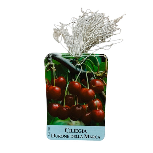Etichette Ciliegia Durone Della Marca dim.8x11,5 cm. - 50 pz. Felga Etichette