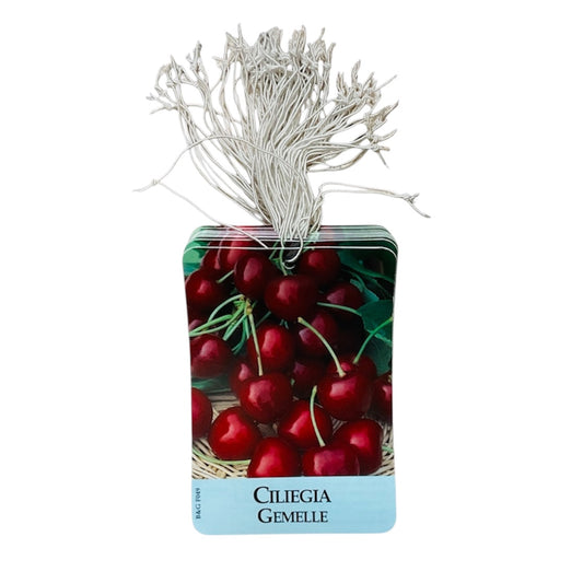 Etichette Ciliegia Gemelle dim.8x11,5 cm. - 50 pz. Felga Etichette