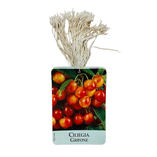 Etichette Ciliegia Grifone dim.8x11,5 cm. - 50 pz. Felga Etichette