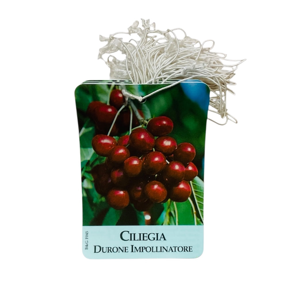 Etichette Ciliegia Durone Impollinatore dim.8x11,5 cm. - 50 pz. Felga Etichette