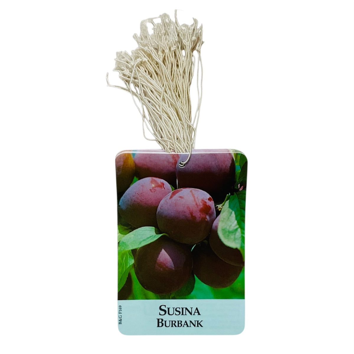 Etichette Susina Burbank dim.8x11,5 cm. - 50 pz. Felga Etichette