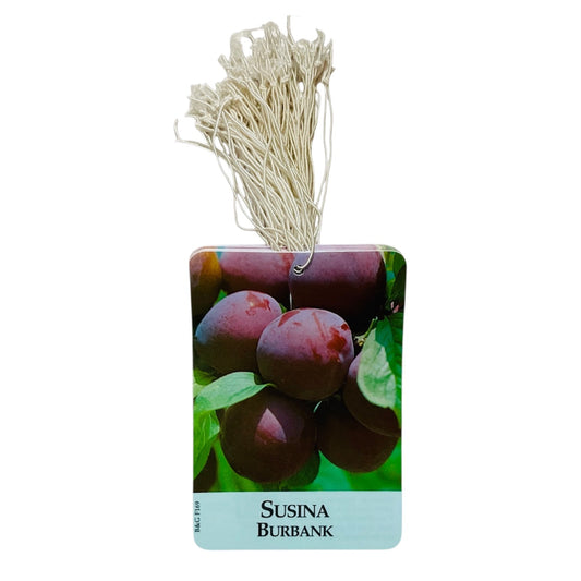 Etichette Susina Burbank dim.8x11,5 cm. - 50 pz. Felga Etichette