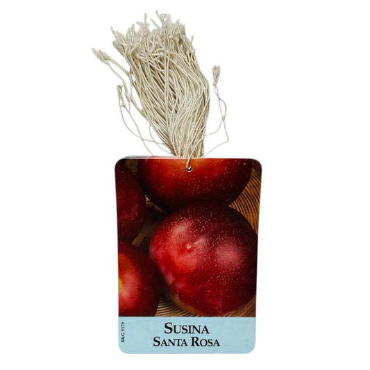 Etichette Susina Santa Rosa dim.8x11,5 cm. - 50 pz. Felga Etichette