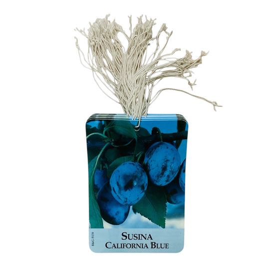 Etichette Susina California Blue dim.8x11,5 cm. - 50 pz. Felga Etichette