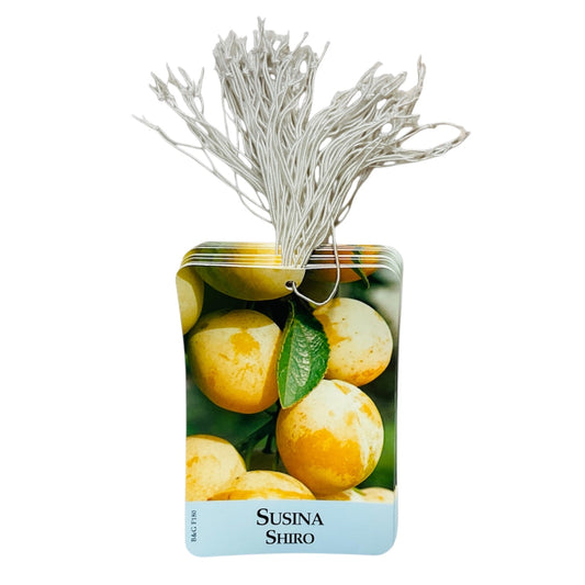 Etichette Susina Shiro dim.8x11,5 cm. - 50 pz. Felga Etichette