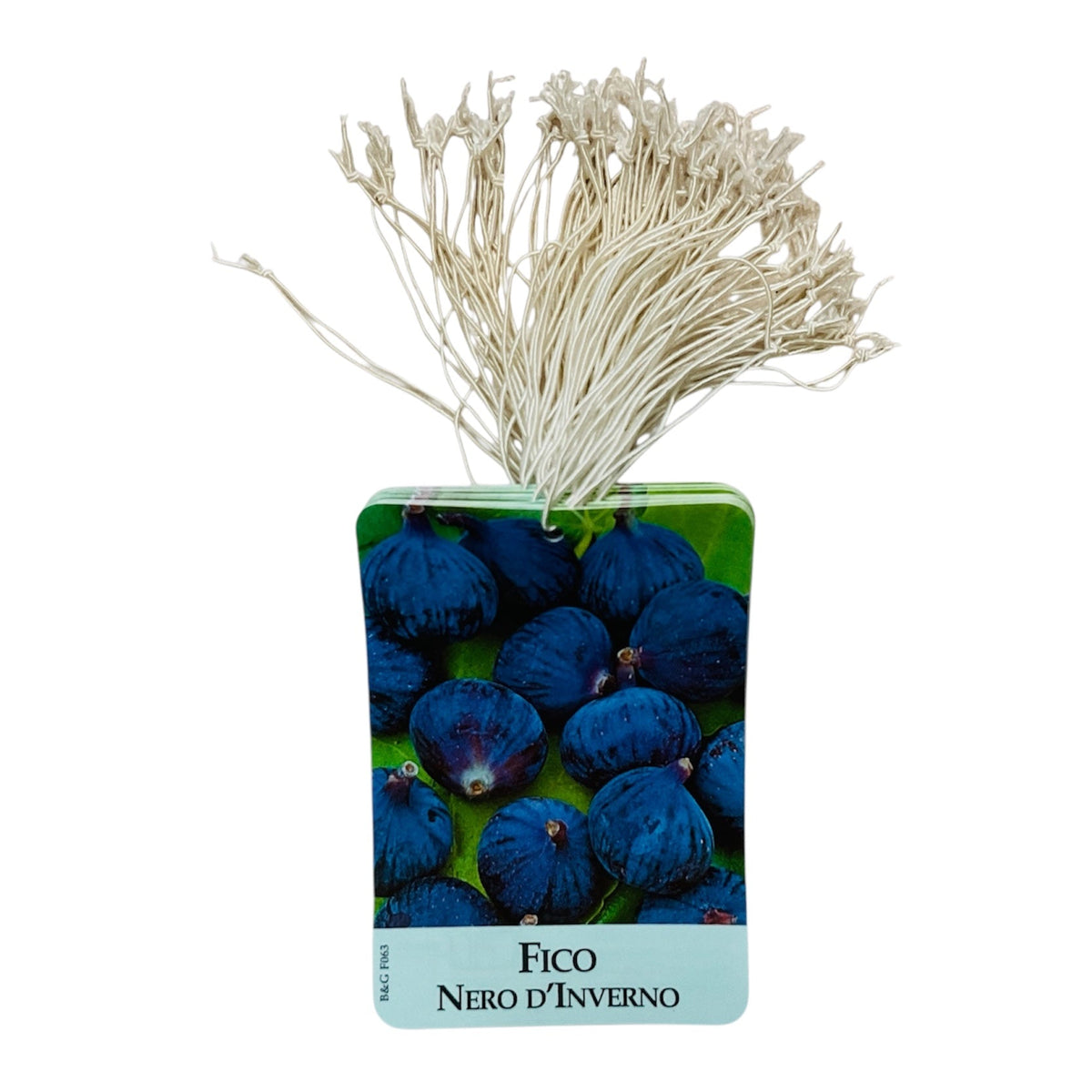 Etichette Fico Nero D’Inverno dim.8x11,5 cm. - 50 pz. Felga Etichette
