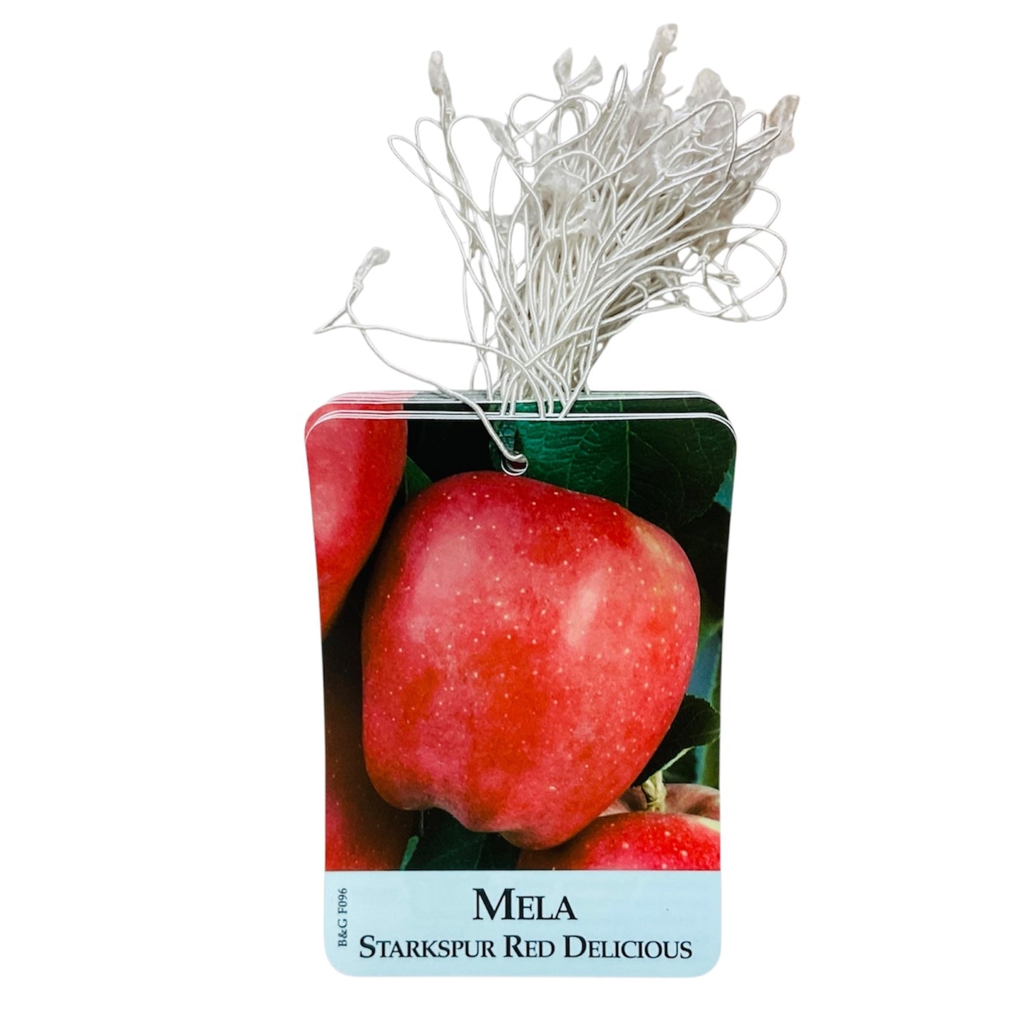 Etichette Mela Starkspur Red Delicious dim.8x11,5 cm. - 50 pz. Felga Etichette