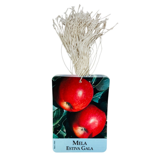 Etichette Mela Estiva Gala dim.8x11,5 cm. - 50 pz. Felga Etichette