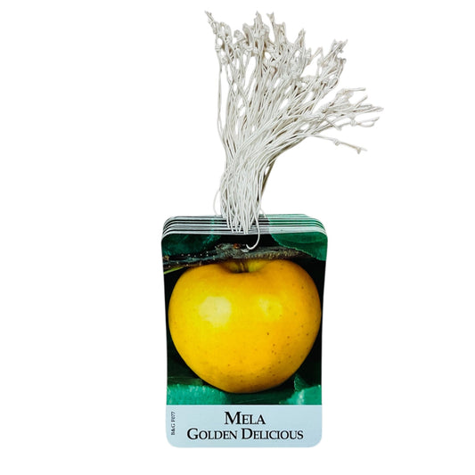 Etichette Mela Golden Delicious dim.8x11,5 cm. - 50 pz. Felga Etichette
