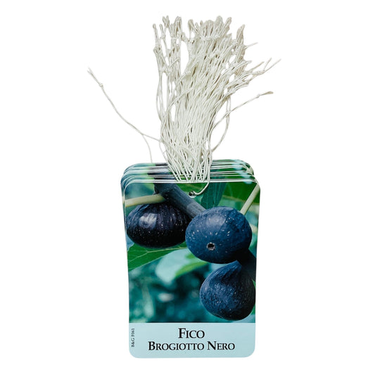 Etichette Fico Brogiotto Nero dim.8x11,5 cm. - 50 pz. Felga Etichette