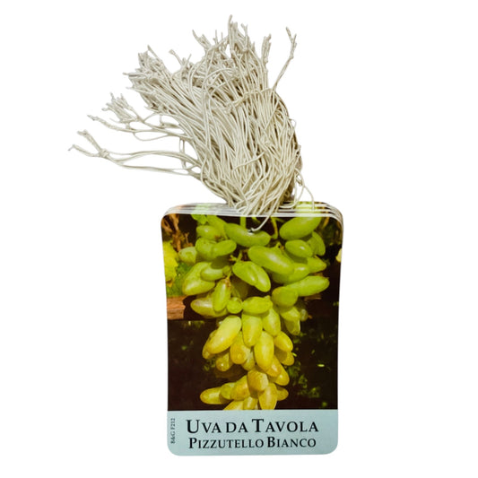 Etichette Uva Da Tavola Pizzutello Bianco dim.8x11,5 cm. - 50 pz. Felga Etichette