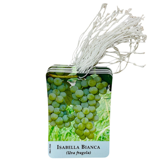 Etichette Uva Isabella Bianca (Uva Fragola) dim.8x11,5 cm. - 50 pz. Felga Etichette