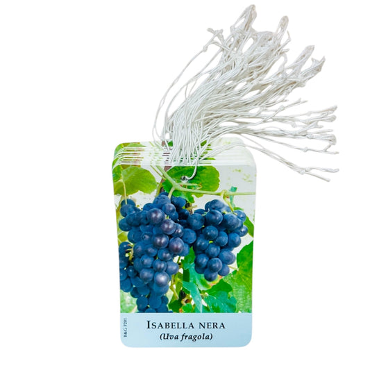 Etichette Uva Isabella Nera (Uva Fragola) dim.8x11,5 cm. - 50 pz. Felga Etichette