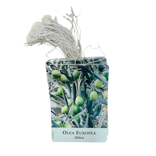 Etichette Olea Europea Olivo dim.8x11,5 cm. - 50 pz. Felga Etichette