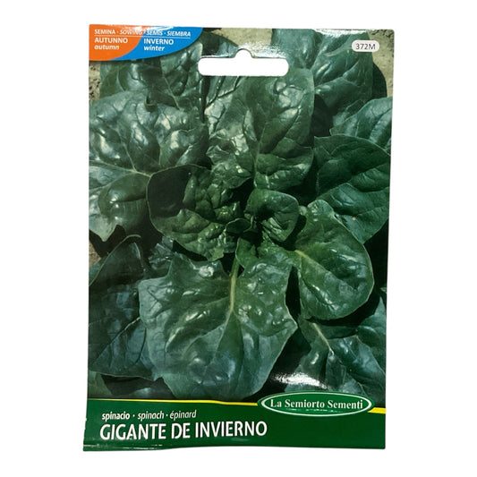 Spinacio Gigante De Inverno gr.8 Semi La Semiorto Sementi