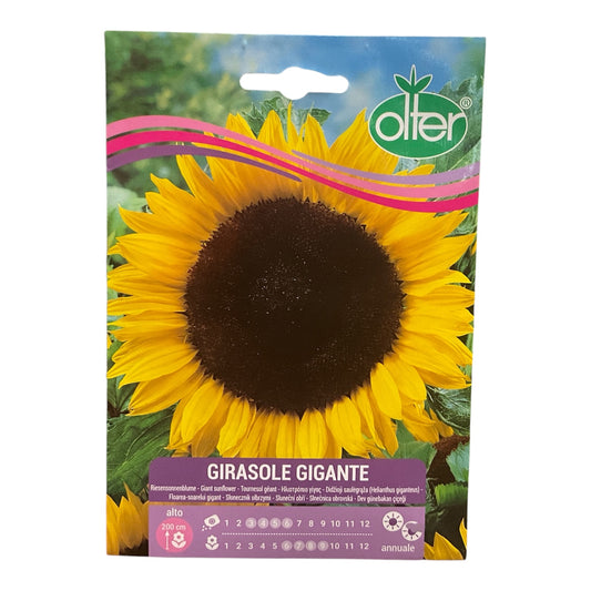 Girasole Gigante Alto Semi Olter