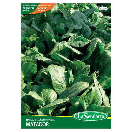 Spinacio MATADOR Semi La Semiorto Sementi