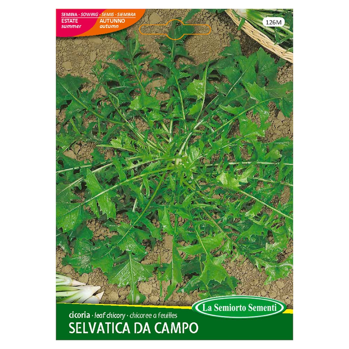 Cicoria SELVATICA DA CAMPO Semi La Semiorto Sementi